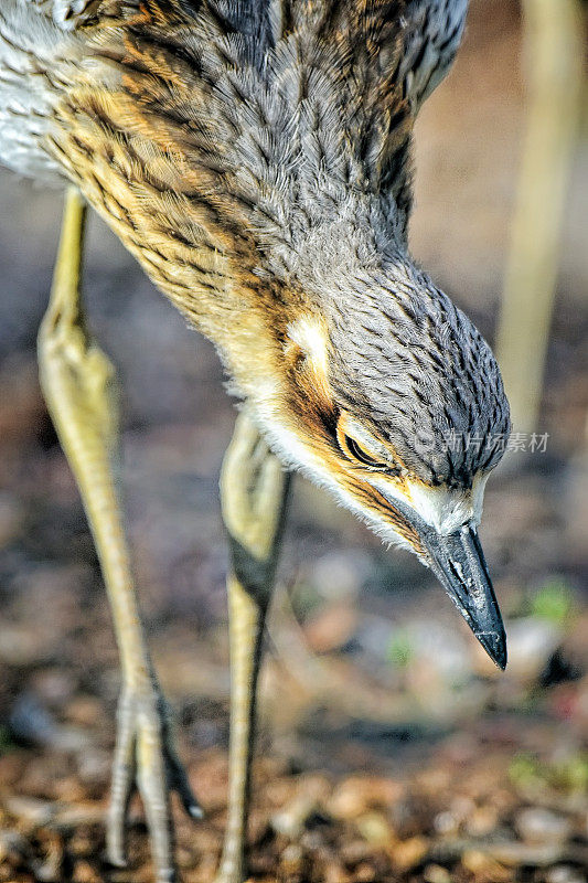 灌木石鸻(Burhinus grallarius)